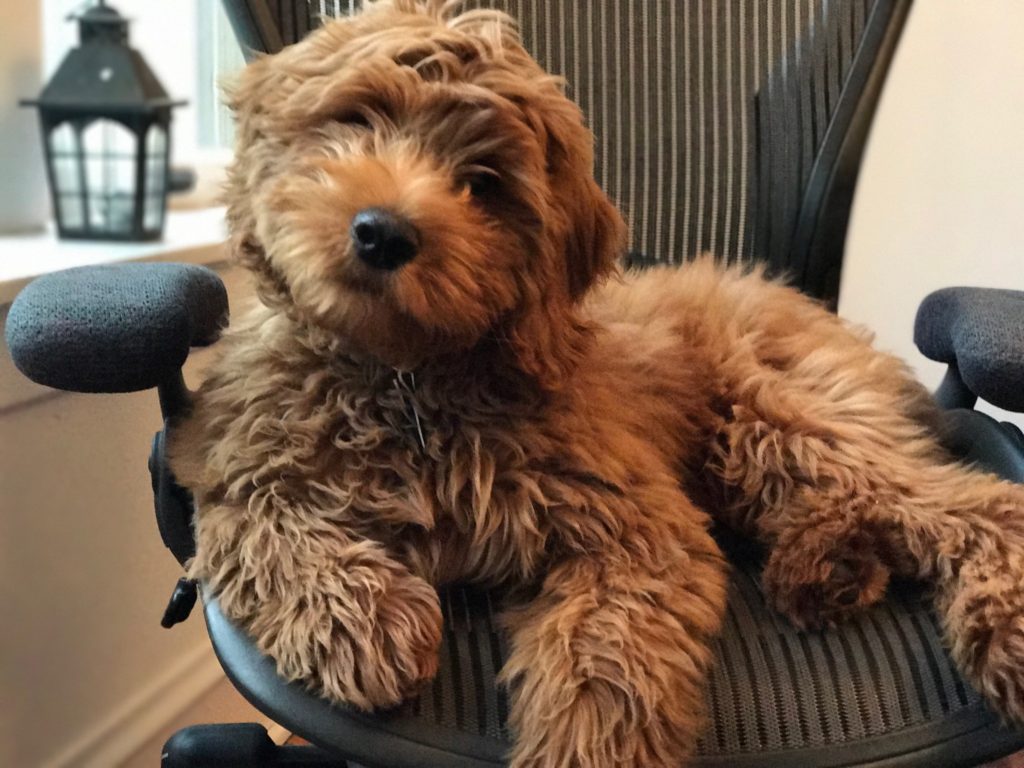 Mini Goldendoodle Puppies