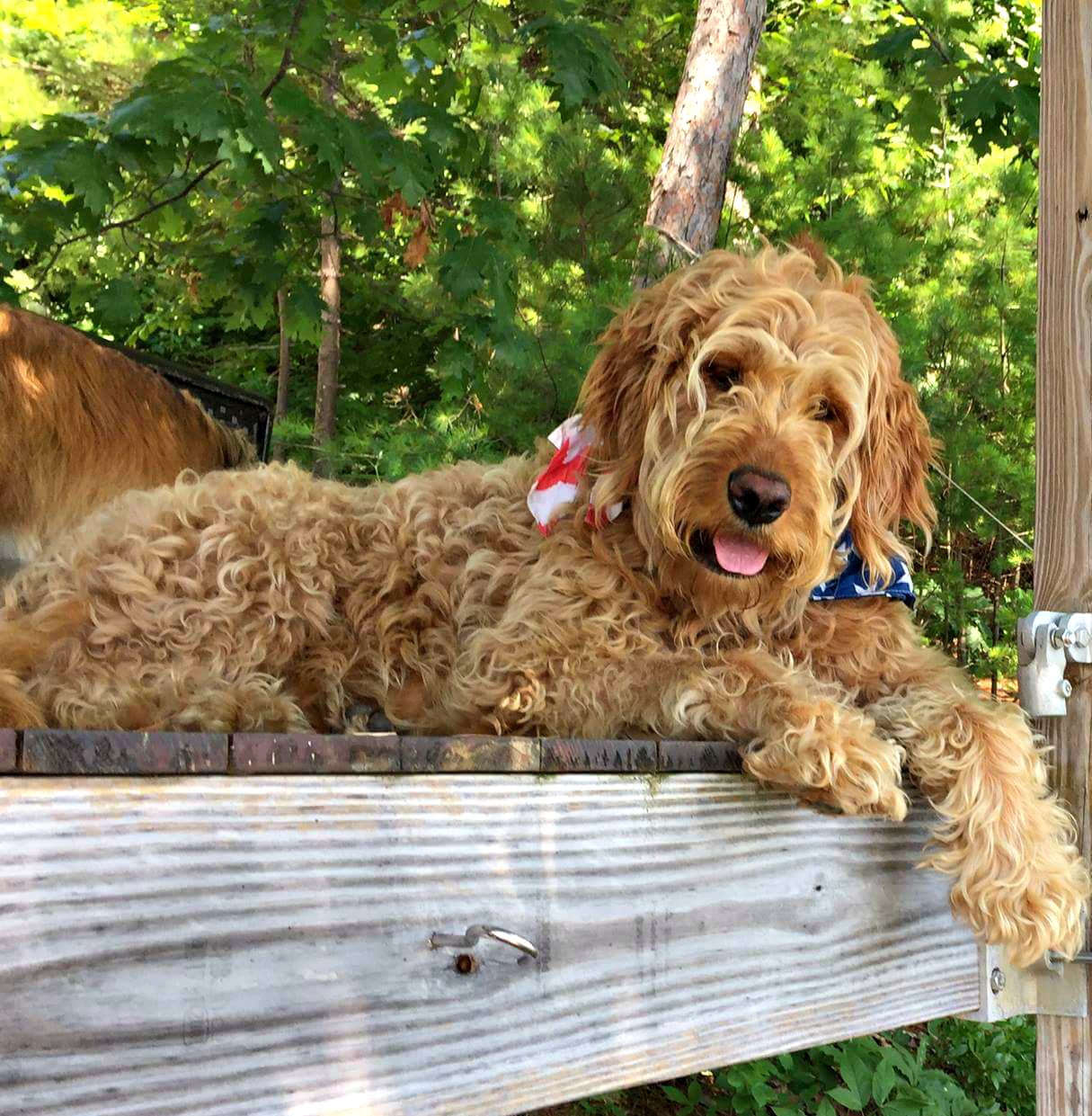 Mini Goldendoodle 