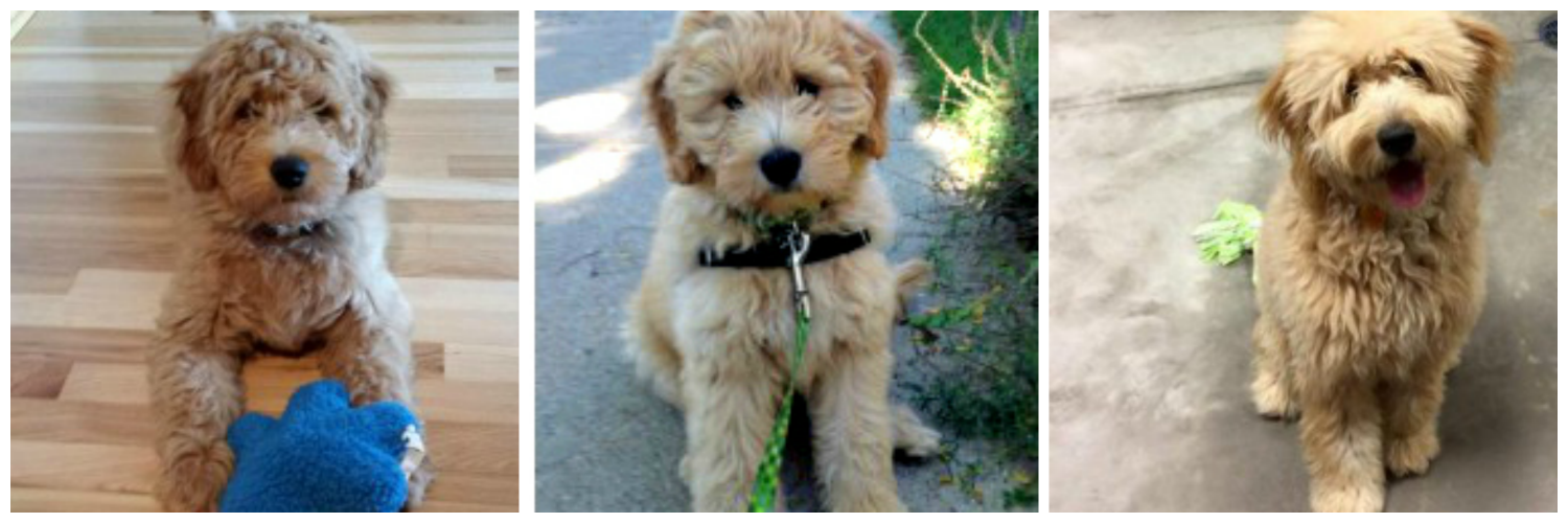 Miniature Goldendoodles raised at Doodle Dog Hill. 