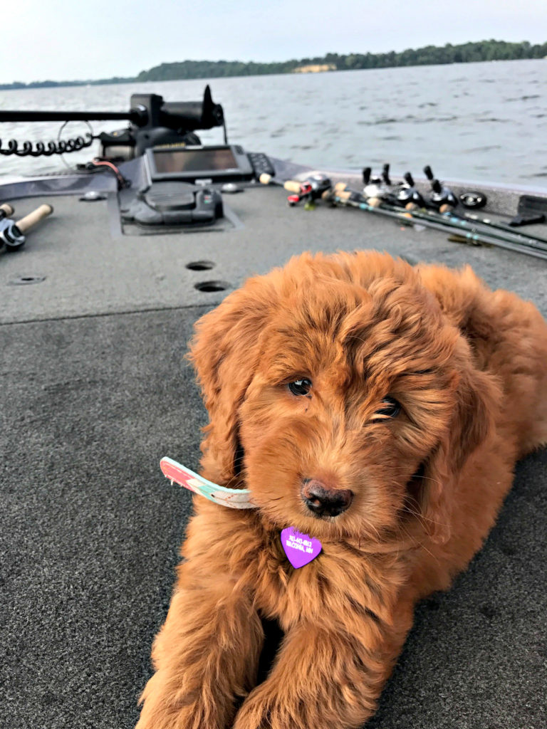 Goldendoodle, Costa, enjoys fishing