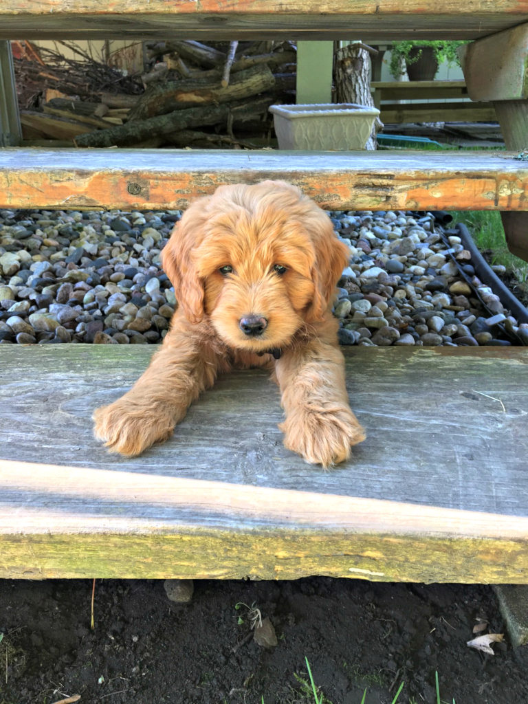 Family raised Goldendoodle, Theo