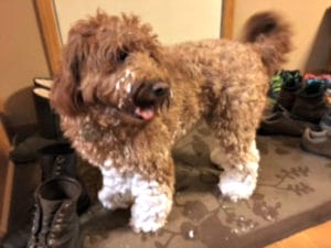 Maggie, mini goldendoodle in her new home