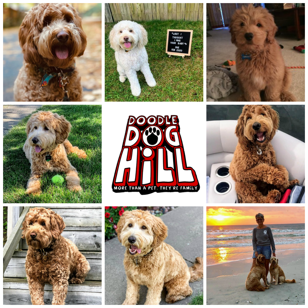 Doodle Dog Hill Puppies_7