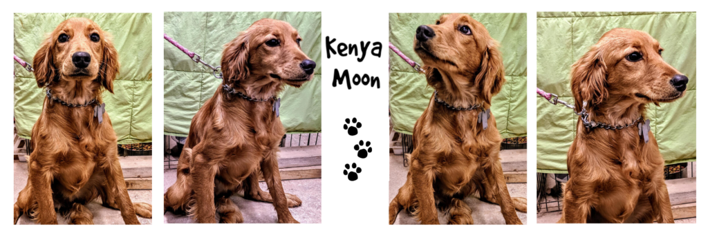 Kenya Moon, Petite Golden Retriever
