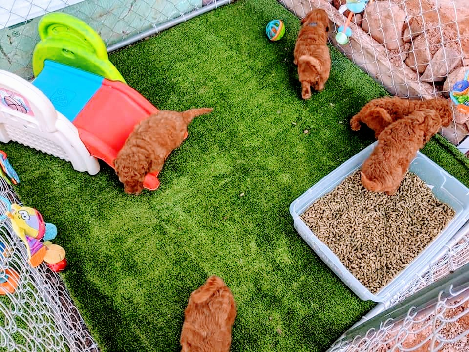 Doodle Dog Hill Play Area_2