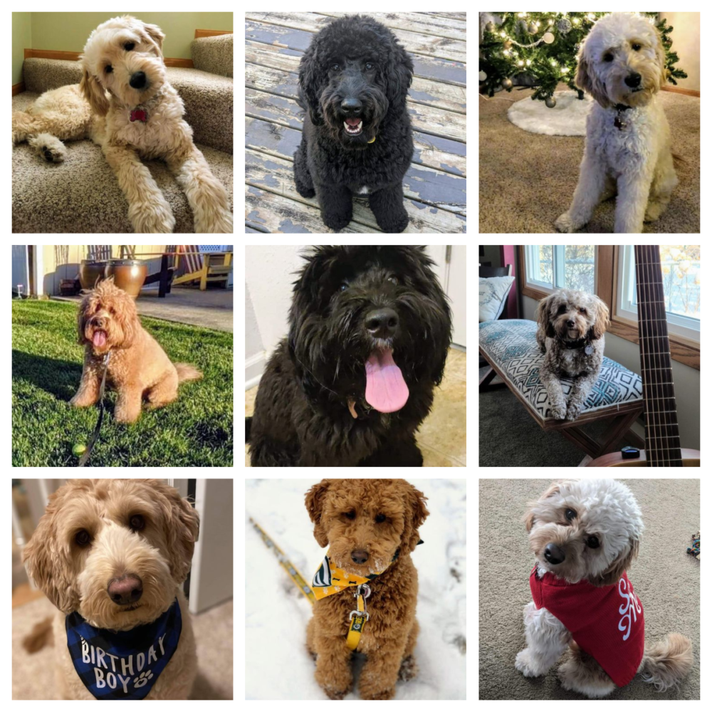 Past Dogs from Doodle Dog Hill_1