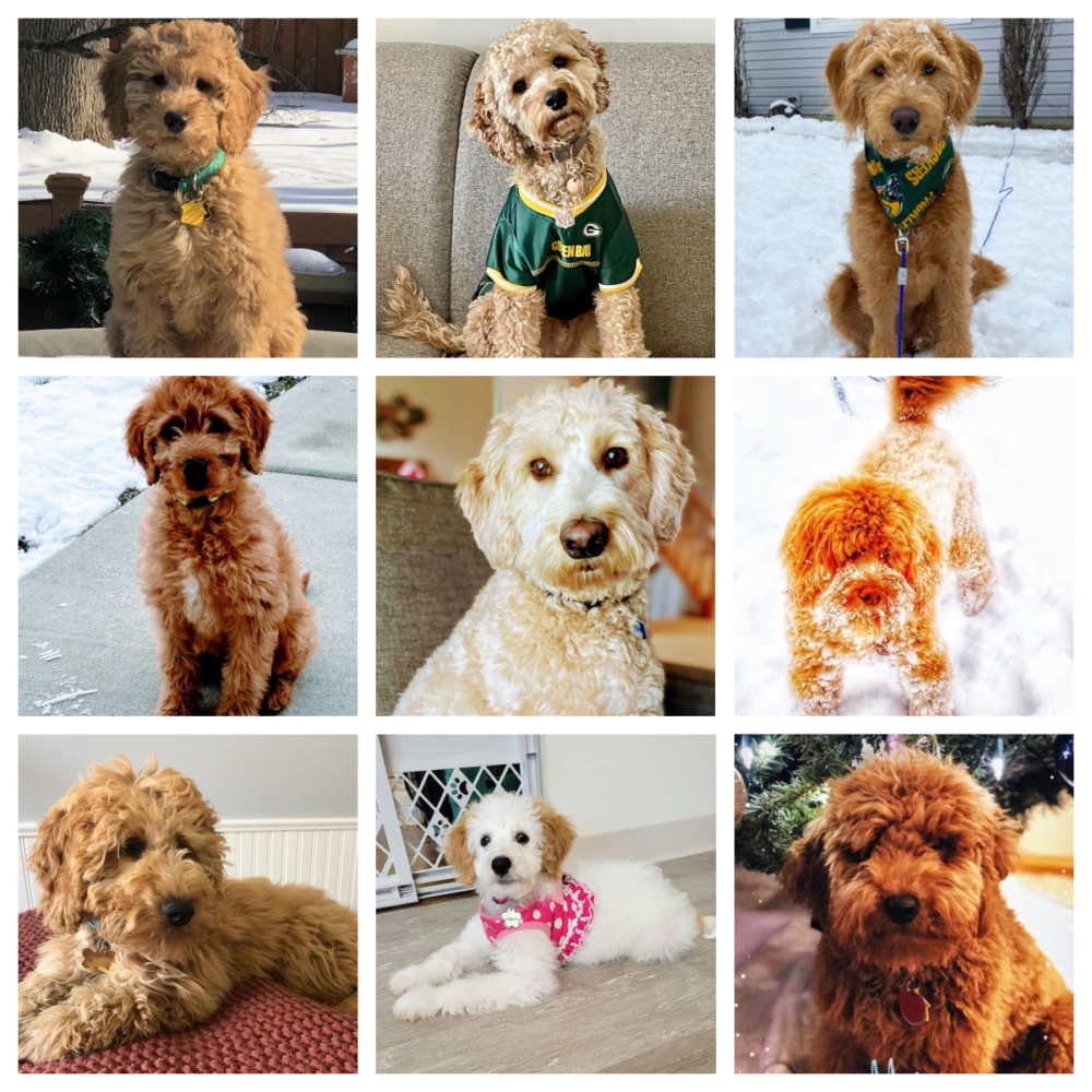 Past Dogs from Doodle Dog Hill_2