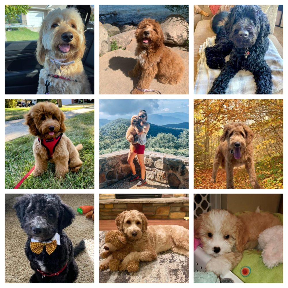 Past Dogs from Doodle Dog Hill_7