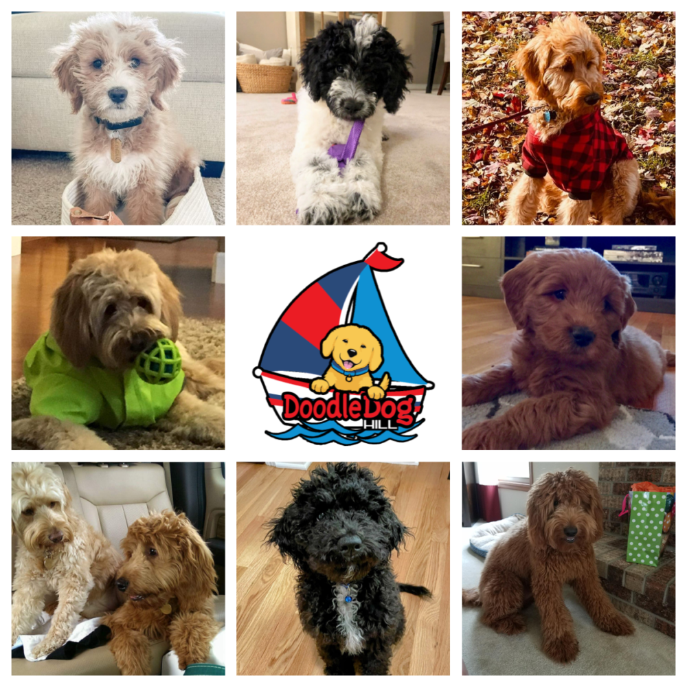 Past Dogs from Doodle Dog Hill_8
