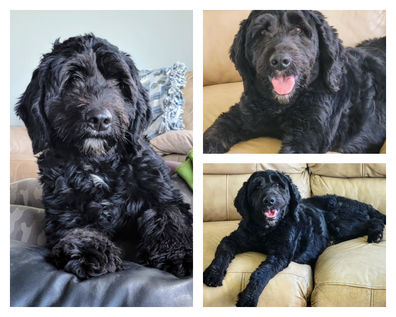 Lulu_Mini Bernedoodle_Doodle Dog Hill
