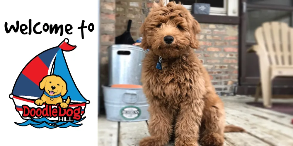 Mini goldendoodle hot sale chicago