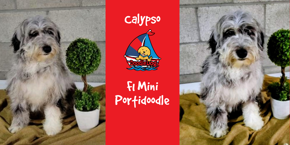 Calypso_F1 Mini Portidoodle
