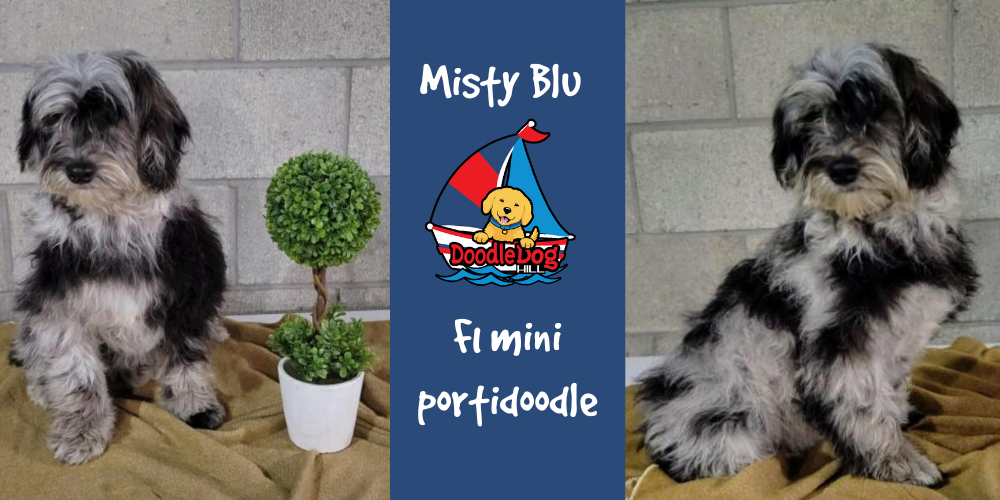 Misty Blu_F1 Mini Portidoodle