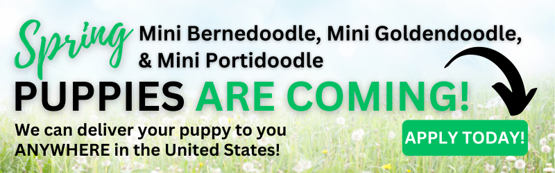Spring puppies are coming. Mini Bernedoodles, Mini Goldendoodles, and Mini Portidoodles will be available! Apply today. We can deliver your puppy anywhere in the United States.