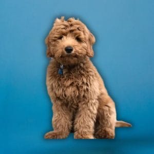 mini goldendoodles,f1b mini goldendoodles,mini bernedoodles,mini portidoodles,mini doodle puppies,doodle breeders,wisconsin doodles,healthy doodle pups,home raised doodles,family doodle breeder,puppies for adoption,puppy delivery usa,doodle dog hill,doodle puppies,hypoallergenic doodle,Mini Bernedoodle,Mini Portidoodle,Mini Sheepadoodle,Mini Goldendoodle