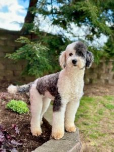 Ashlie-Kai-Sheepadoodle