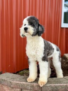 Ashlie-Kai-Sheepadoodle(1)