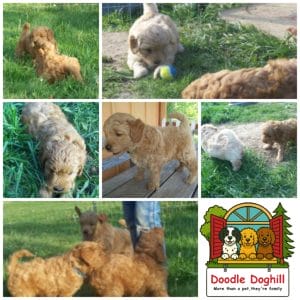 Mini Goldendoodle Puppies are Here! - Doodle Dog Hill