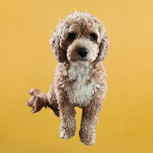 mini goldendoodles,f1b mini goldendoodles,mini bernedoodles,mini portidoodles,mini doodle puppies,doodle breeders,wisconsin doodles,healthy doodle pups,home raised doodles,family doodle breeder,puppies for adoption,puppy delivery usa,doodle dog hill,doodle puppies,hypoallergenic doodle,Mini Bernedoodle,Mini Portidoodle,Mini Sheepadoodle,Mini Goldendoodle