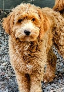 Mini Golden doodle parent