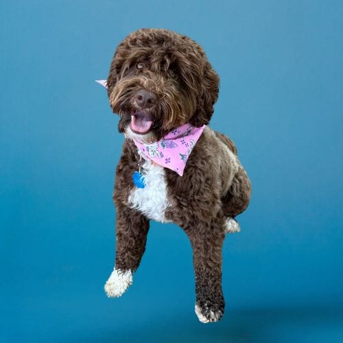 mini goldendoodles,f1b mini goldendoodles,mini bernedoodles,mini portidoodles,mini doodle puppies,doodle breeders,wisconsin doodles,healthy doodle pups,home raised doodles,family doodle breeder,puppies for adoption,puppy delivery usa,doodle dog hill,doodle puppies,hypoallergenic doodle,Mini Bernedoodle,Mini Portidoodle,Mini Sheepadoodle,Mini Goldendoodle