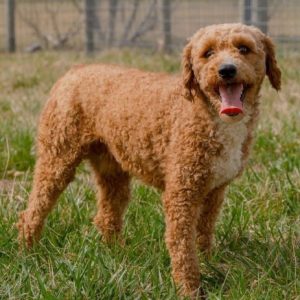 Napoleon_Doodle-Dog-Hill-Parent