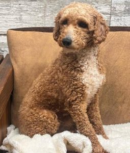 Napoleon_Doodle-Dog-Hill-Parent(1)