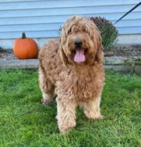 Ruby_Doodle-Dog-Hill-Mama