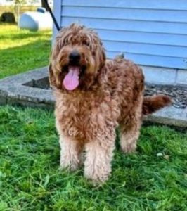 Ruby_Doodle-Dog-Hill-Mama(1)