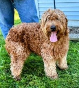 Ruby_Doodle-Dog-Hill-Mama(2)