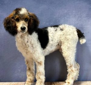 Silas_Mini-Poodle