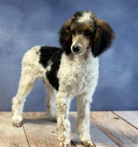 Silas_Mini-Poodle(1)