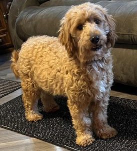 Willow_Doodle-Dog-Hill-Mama