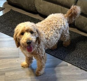 Willow_Doodle-Dog-Hill-Mama(1)