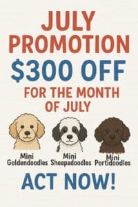 July promotion $300 off on mini doodles.