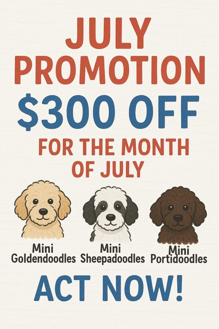 July promotion $300 off on mini doodles.