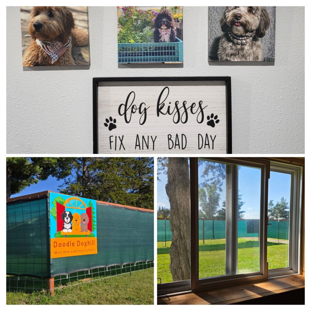 Dog daycare with playful doodle dog photos.