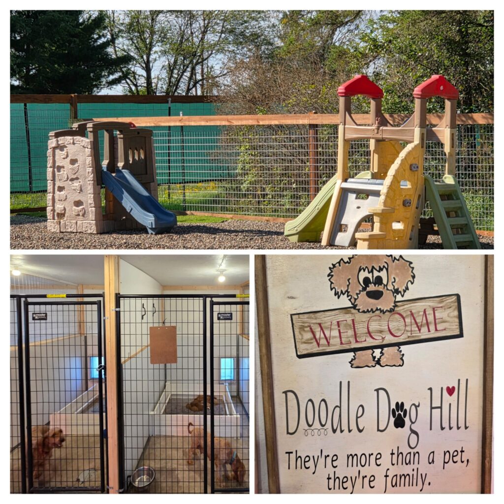 Dog play area and kennels at Doodle Dog Hill.