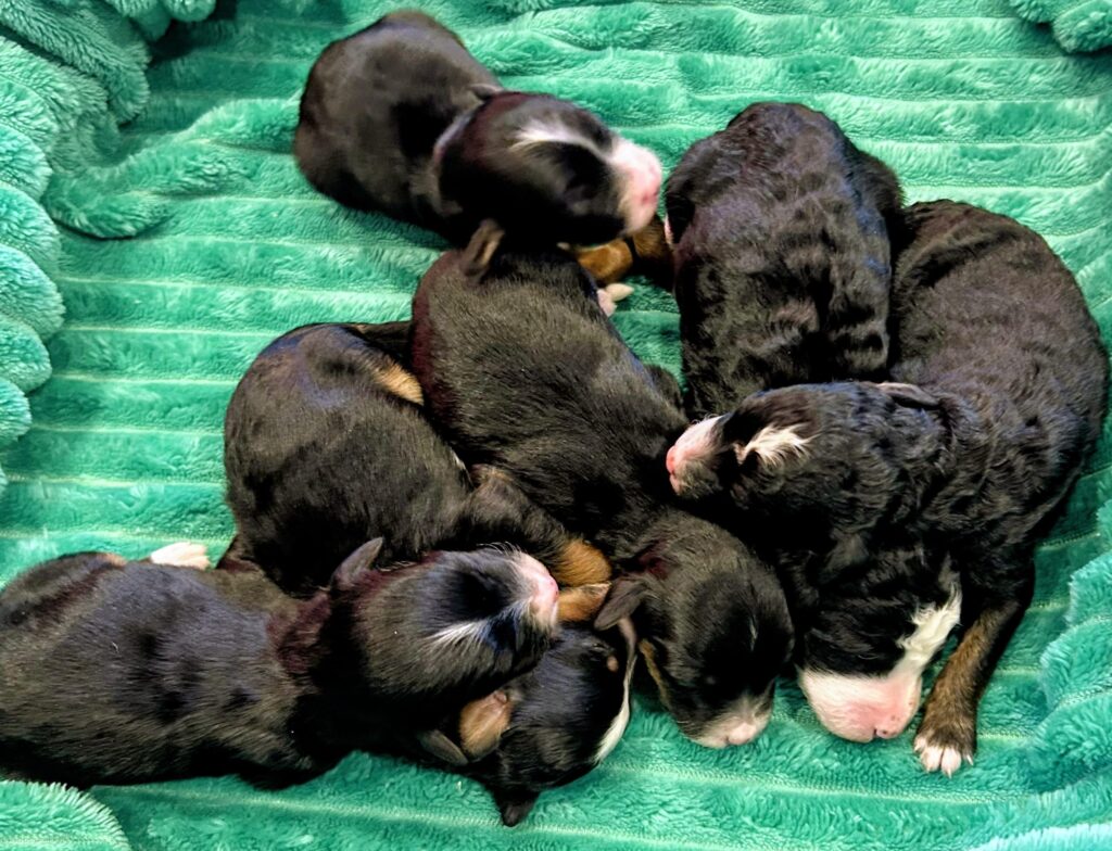 Group of newborn puppies on green blanket