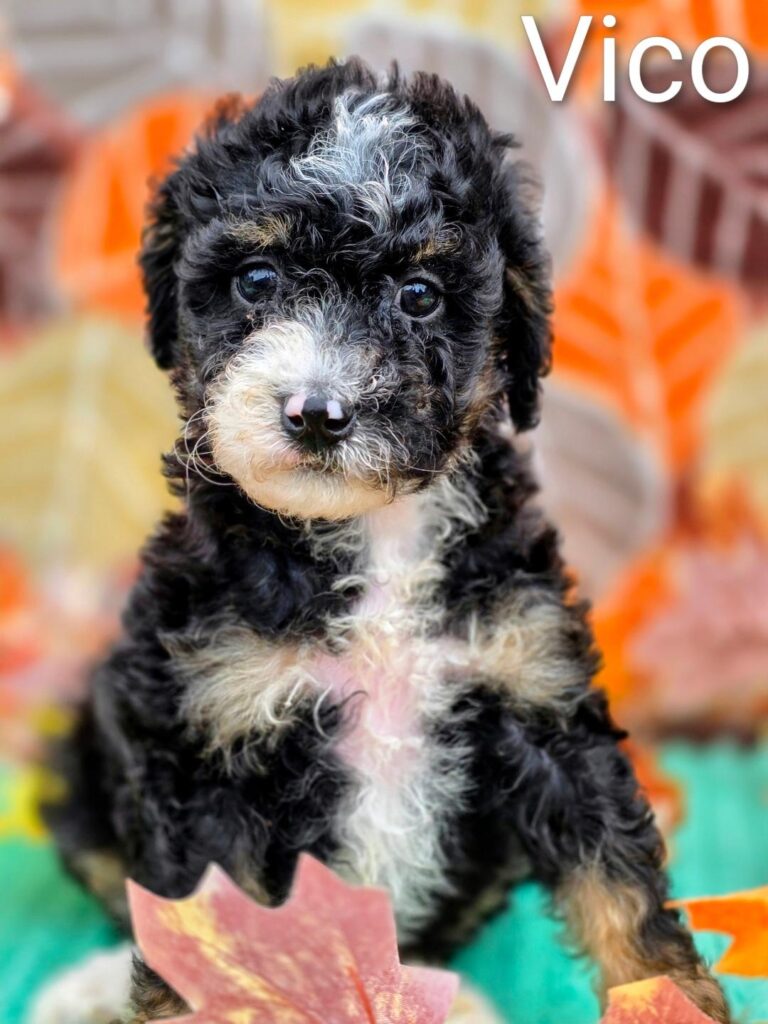 Adorable puppy with curly fur and colorful leaves.