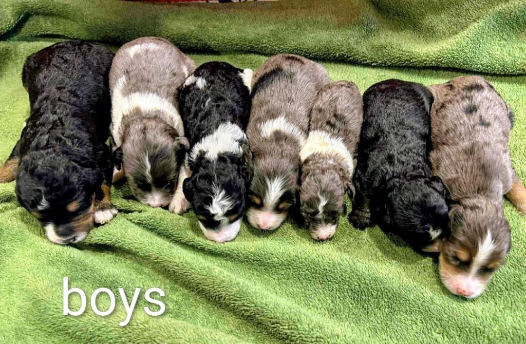 Seven newborn puppies resting on a green blanket.