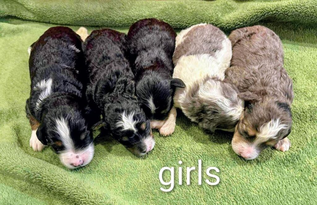 Five newborn puppies on green blanket