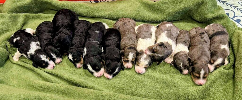 Row of newborn puppies on green blanket.
