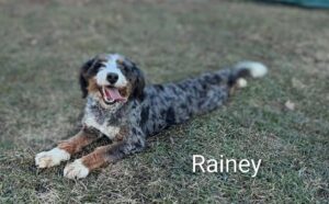 Happy dog named Rainey lying on grass