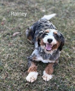 Smiling fluffy tri-color dog lying on grass