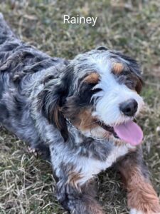 Fluffy tricolor dog lying on grass outdoors