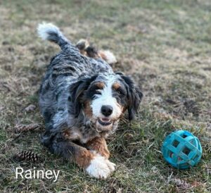 Fluffy tricolor dog lying on grass with blue ball