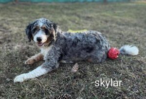 Gray and white dog lying on grass with red ball