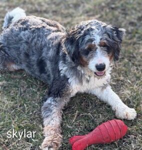 Fluffy gray and white dog with red toy