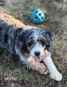 Fluffy dog lying on grass with blue ball